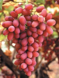 Crimson Seedless Grape